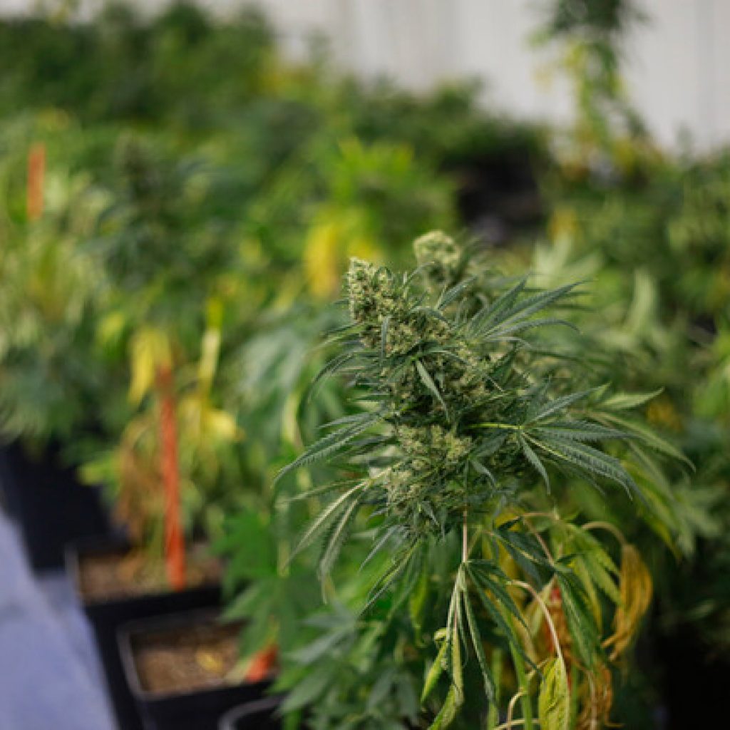 PDI San Felipe detuvo a microtraficante que cultivaba cannabis sativa en fundo