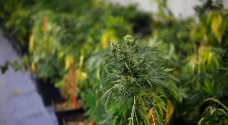 PDI San Felipe detuvo a microtraficante que cultivaba cannabis sativa en fundo