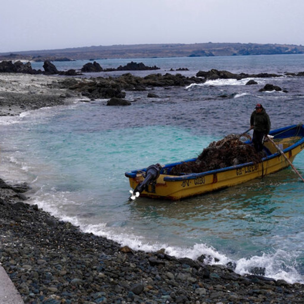 Senadores piden declarar Punta de Choros como área marina protegida