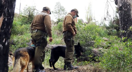 PDI y Carabineros buscan a adulto mayor desaparecido en Viña del Mar