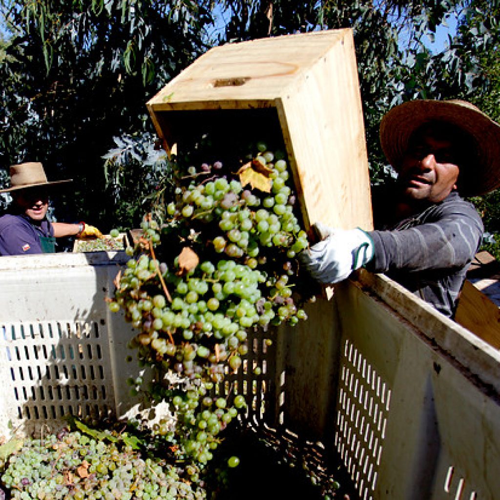Llaman a postular a más de 5 mil vacantes de trabajo en el sector agrícola