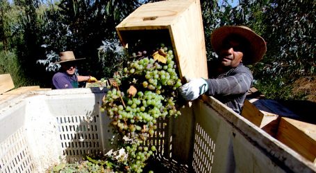 Llaman a postular a más de 5 mil vacantes de trabajo en el sector agrícola