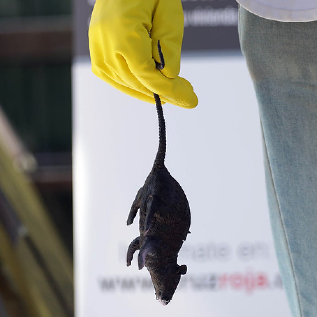 Hombre de 27 años murió por Hantavirus en la Región de La Araucanía