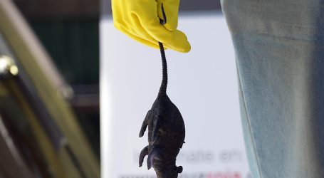 Hombre de 27 años murió por Hantavirus en la Región de La Araucanía