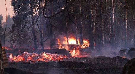 Suspenden temporalmente ruta Angol – Collipulli por incendio forestal