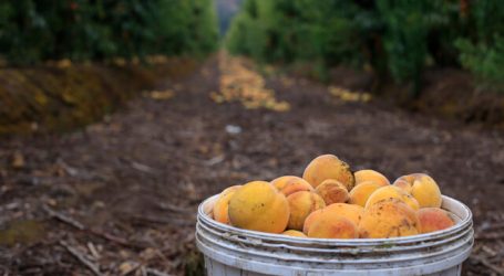 Expertos advierten efectos de las olas de calor en el agro