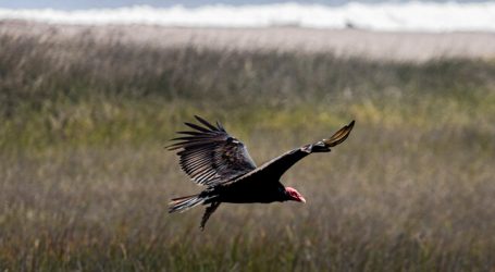 Cada 2 de febrero se podría conmemorar el Día Nacional de los Humedales
