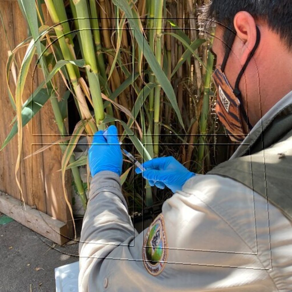 Animales del Buin Zoo son los primeros en recibir vacuna contra el Covid-19