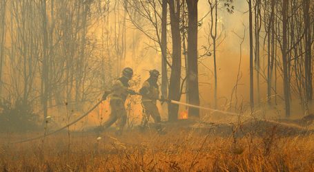Incendio en Los Sauces y Angol ya ha consumido más de 12 mil hectáreas