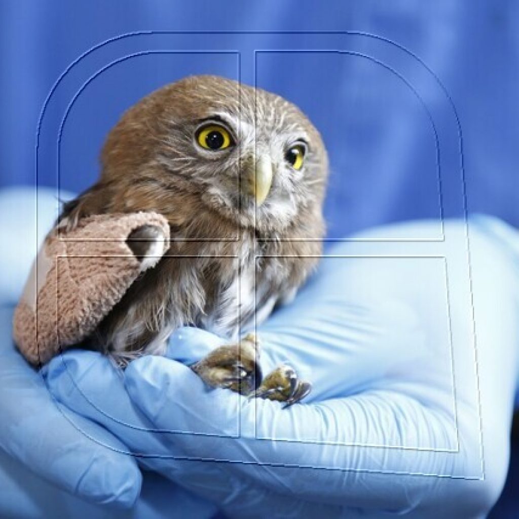 SAG coordina rescate de fauna silvestre afectada por incendios forestales