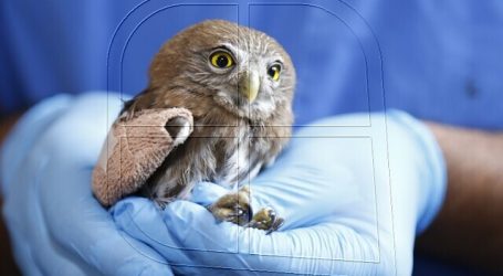 SAG coordina rescate de fauna silvestre afectada por incendios forestales