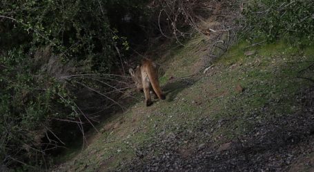 Colmevet entrega recomendaciones frente a avistamiento de puma en la RM