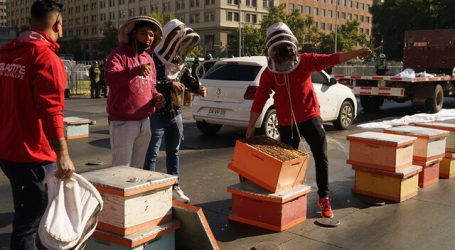 Apicultores protestan dejando panales de abeja frente a La Moneda