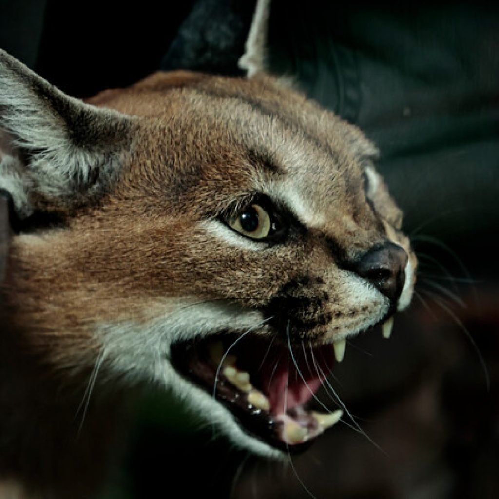 Buin Zoo presentó tres nuevos felinos y la vuelta de sus visitas nocturnas