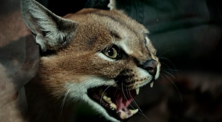 Buin Zoo presentó tres nuevos felinos y la vuelta de sus visitas nocturnas