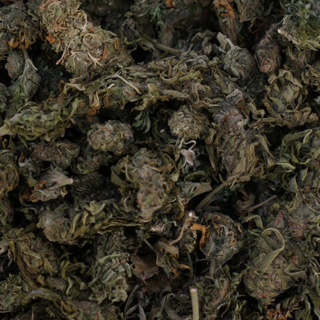 Plan Cannabis 2022 de la PDI: Incautaciones suman 300 kilos y 26 mil plantas
