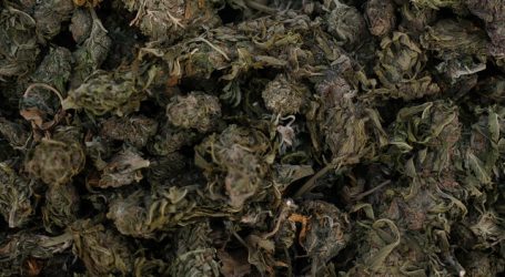 Plan Cannabis 2022 de la PDI: Incautaciones suman 300 kilos y 26 mil plantas