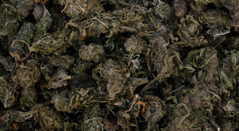 Plan Cannabis 2022 de la PDI: Incautaciones suman 300 kilos y 26 mil plantas