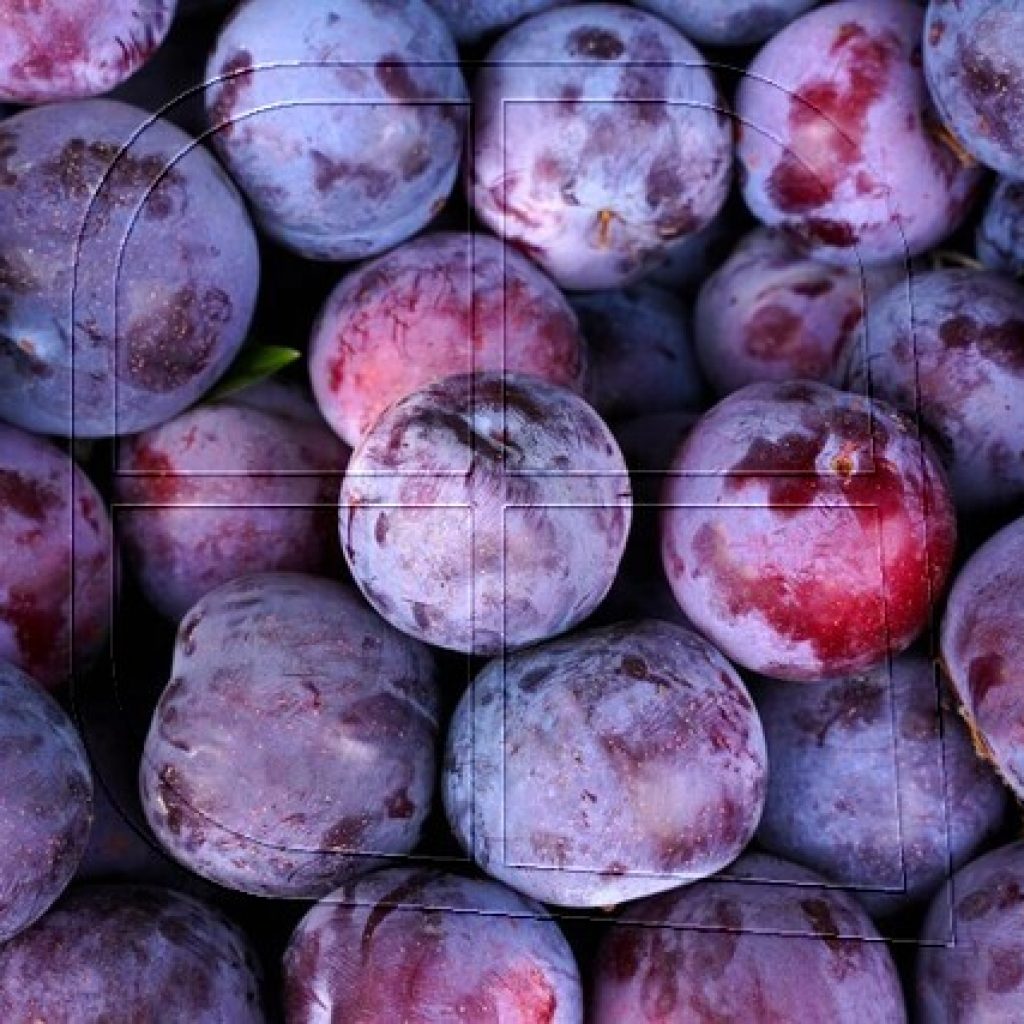 Reabren mercado de ciruelas frescas a Estados Unidos bajo Systems Approach