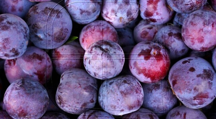Reabren mercado de ciruelas frescas a Estados Unidos bajo Systems Approach