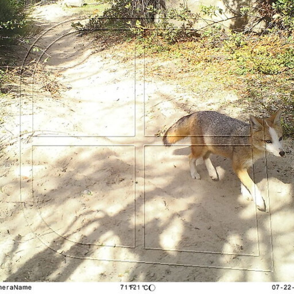Conaf: Cámaras trampa detectan zorro culpeo con aparentes signos de leucismo