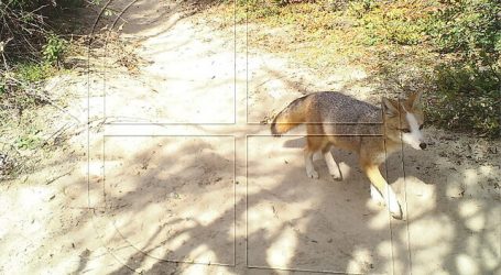 Conaf: Cámaras trampa detectan zorro culpeo con aparentes signos de leucismo