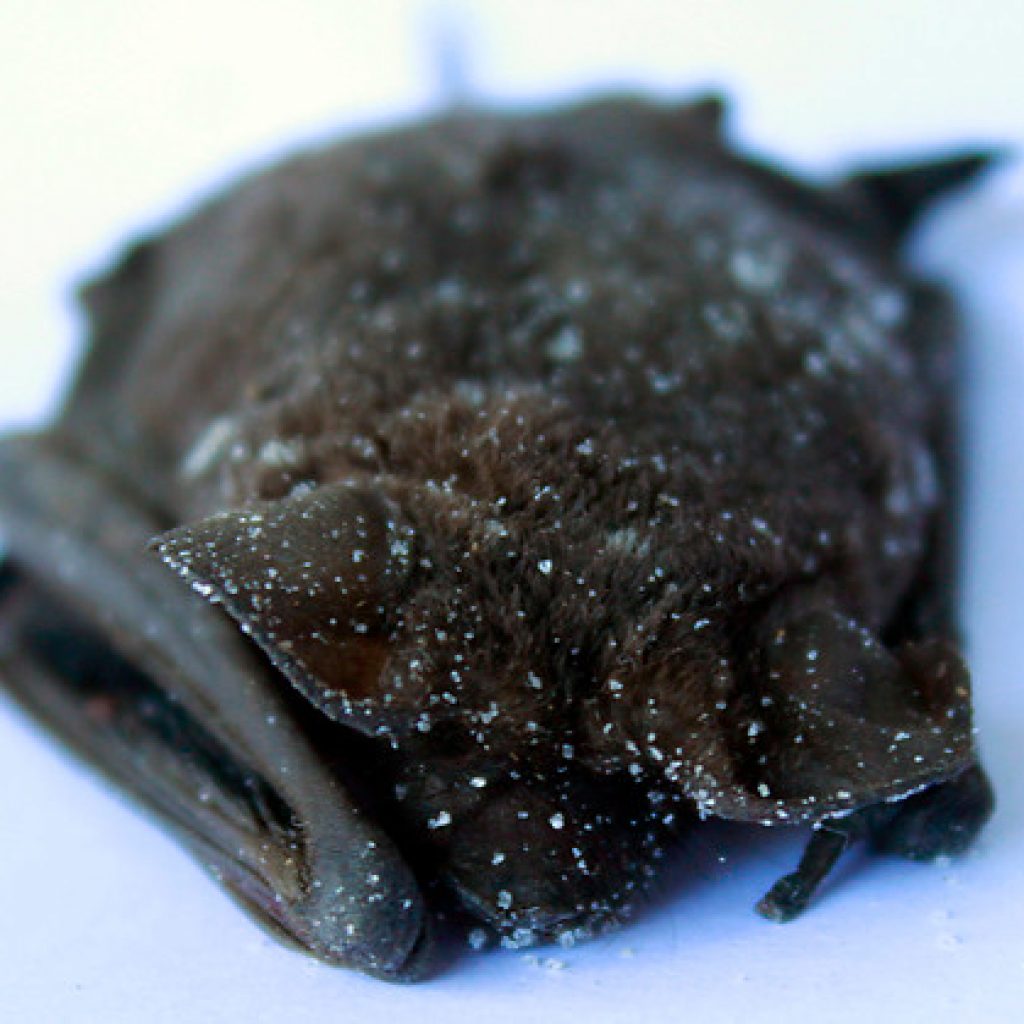 Activan protocolos sanitarios en Ovalle por murciélago con rabia