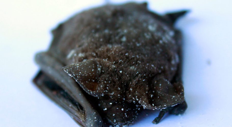 Activan protocolos sanitarios en Ovalle por murciélago con rabia