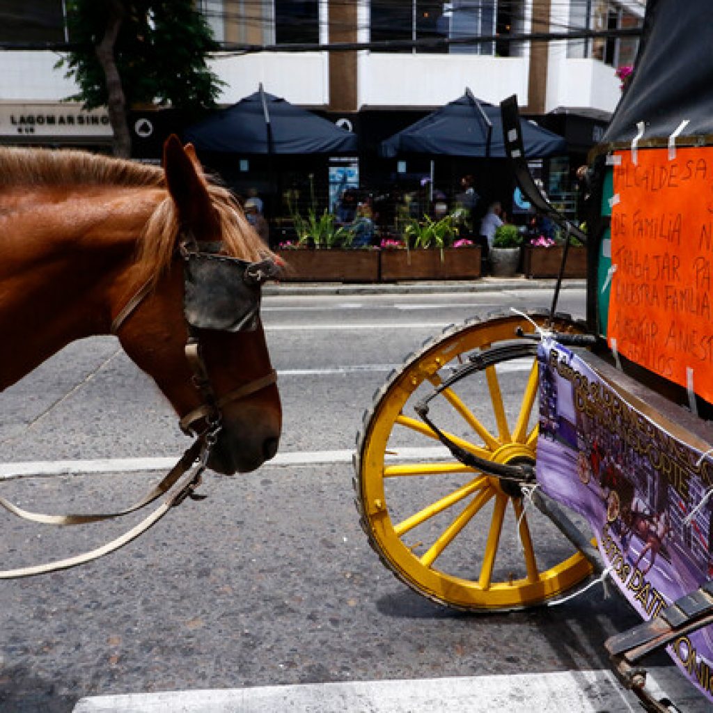 Piden a la PDI investigar posible maltrato animal a caballo de coche victoria