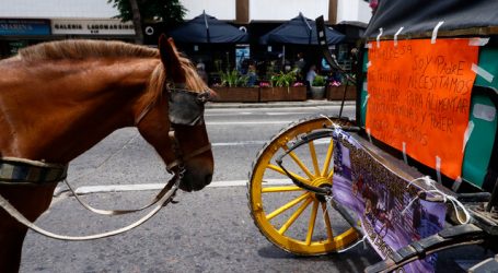 Piden a la PDI investigar posible maltrato animal a caballo de coche victoria