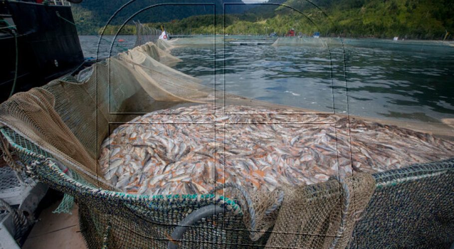 SEA deberá iniciar procesos de participación ciudadana por proyectos salmoneros