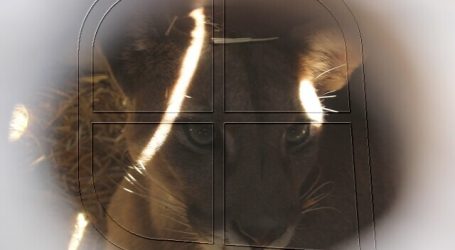 Puma capturado en Lo Barnechea fue reinsertado en su hábitat