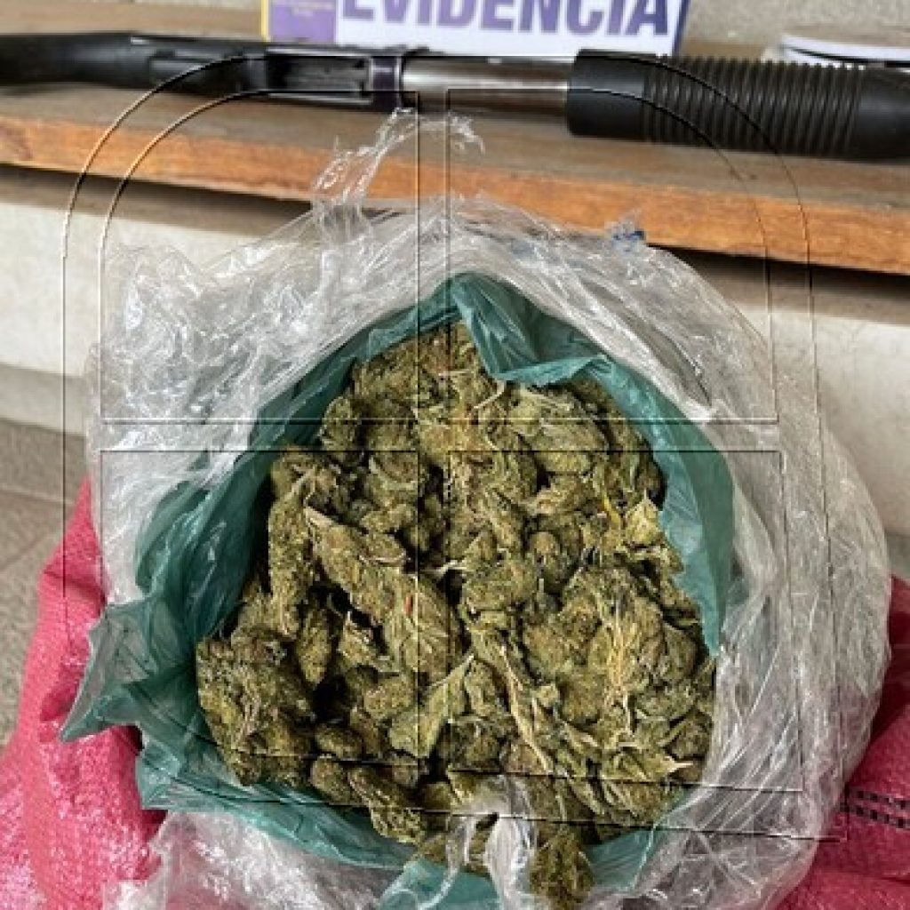 Operación Montenegro: PDI Los Andes incauta más de 15 mil plantas de marihuana