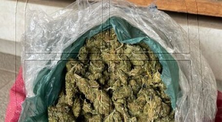 Operación Montenegro: PDI Los Andes incauta más de 15 mil plantas de marihuana
