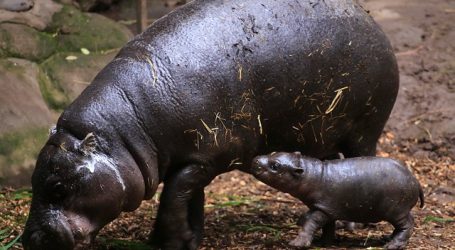 Colombia declara “especie invasora” a los hipopótamos de Pablo Escobar