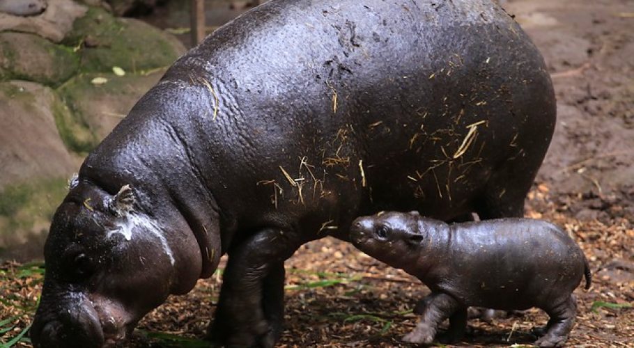 Colombia declara "especie invasora" a los hipopótamos de Pablo Escobar