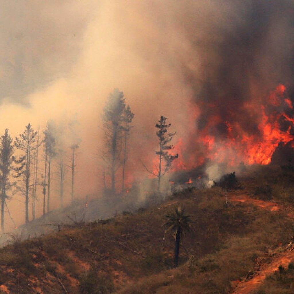 Se mantiene Alerta Roja en comuna de Coelemu por incendio forestal