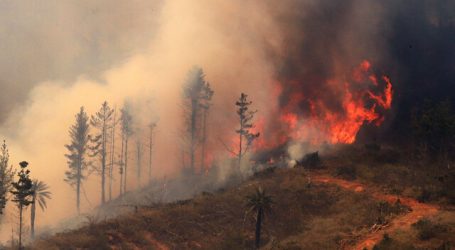 Se mantiene Alerta Roja en comuna de Coelemu por incendio forestal