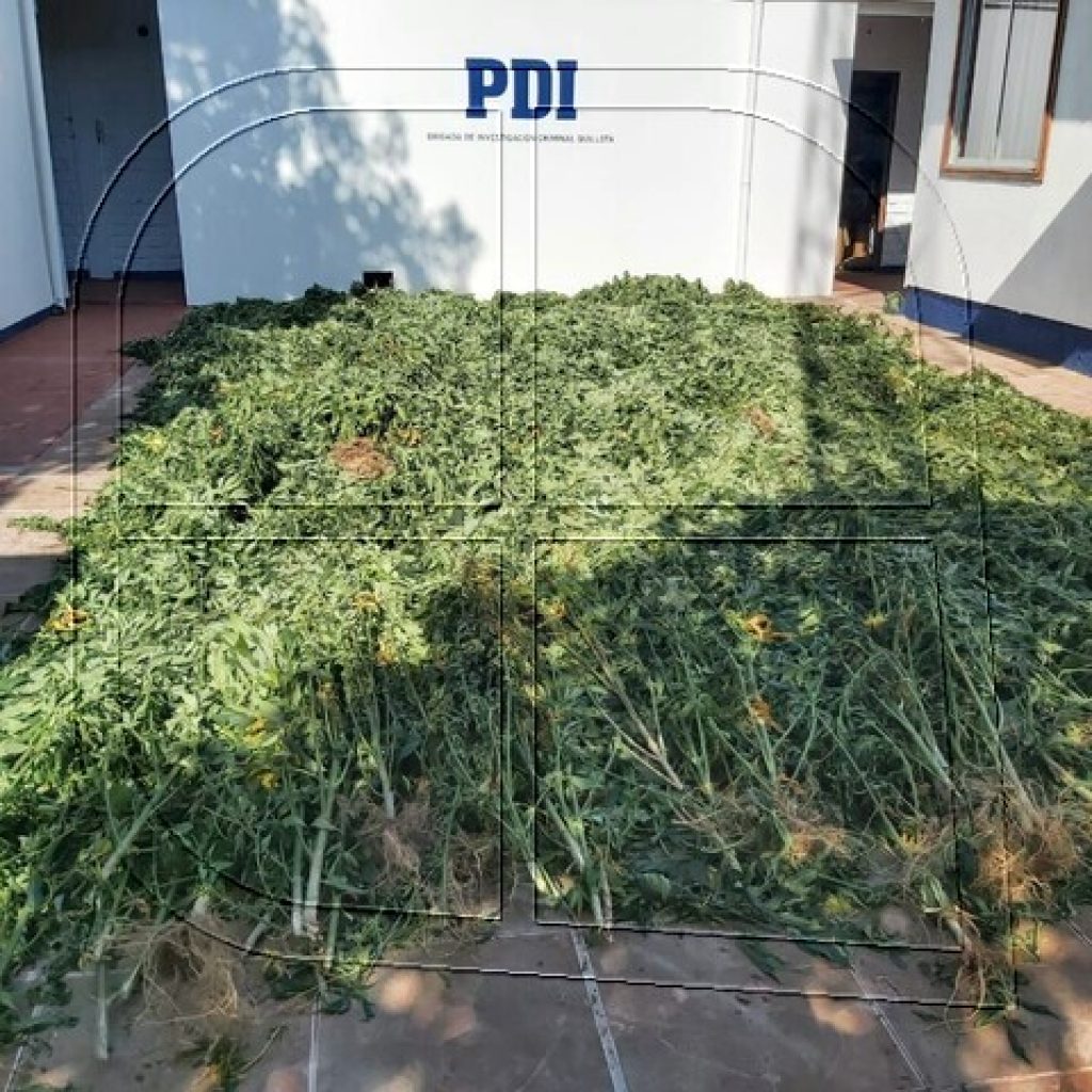Quillota: PDI incautó mil plantas de marihuana