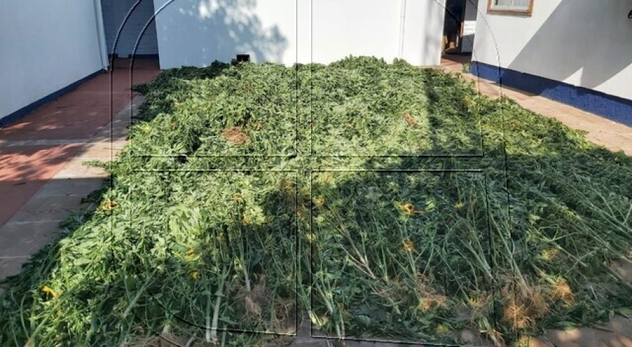 Quillota: PDI incautó mil plantas de marihuana