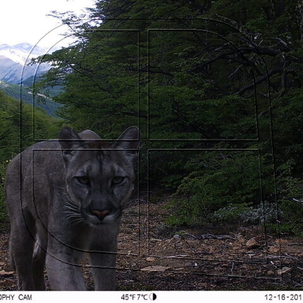 Confirman presencia de 4 especies de felinos nativos en Parque Cerro Castillo