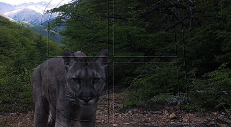 Confirman presencia de 4 especies de felinos nativos en Parque Cerro Castillo
