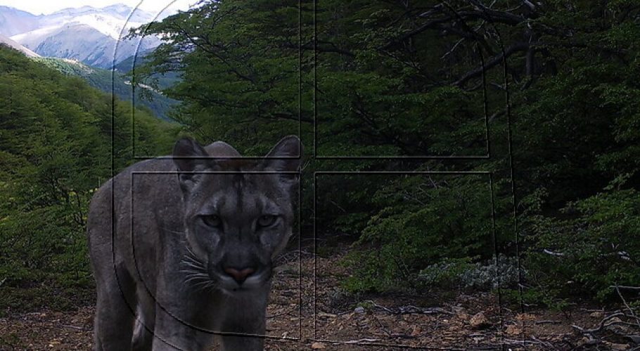 Confirman presencia de 4 especies de felinos nativos en Parque Cerro Castillo