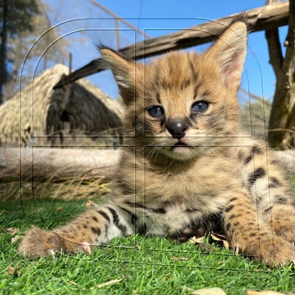 Buin Zoo presenta dos nuevas crías de Servales y les busca nombres