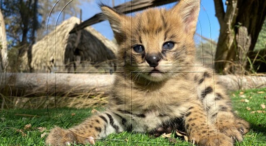 Buin Zoo presenta dos nuevas crías de Servales y les busca nombres