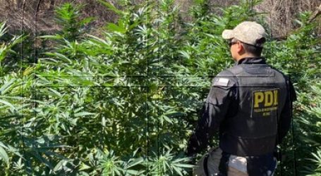 PDI detecta plantación de cannabis sativa en sobrevuelo por secuestro