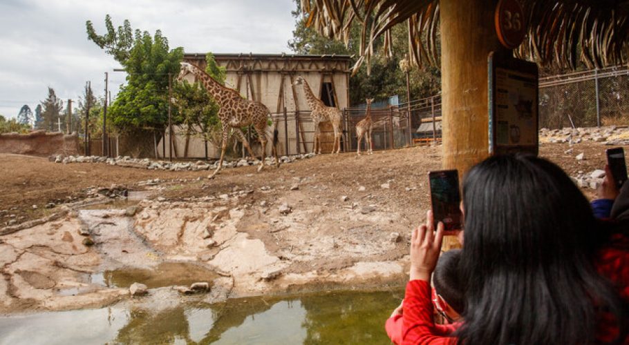 Buin Zoo presentó a su nueva cría de jirafa nacida en el parque